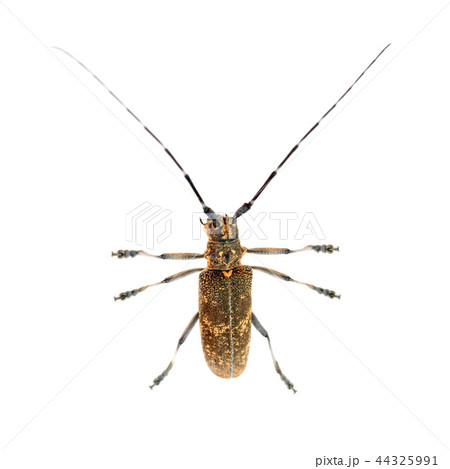 Longhorn beetle or longicorn Longhorn beetle or longicorn 44325991