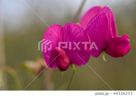 Close-up single pink flower on a green stalk Close-up single pink flower on a green stalk 44326251