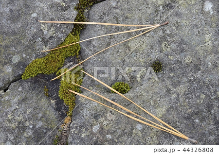 高野山壇上伽藍の三鈷の松 高野山壇上伽藍の三鈷の松 44326808
