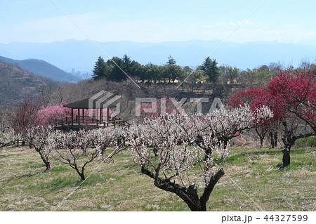 山梨県甲斐市、敷島総合公園、梅の里 44327599