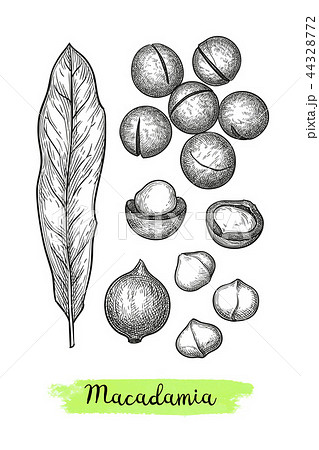 Ink sketch of Macadamia. Ink sketch of Macadamia. 44328772