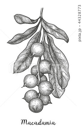 Ink sketch of Macadamia. 44328773