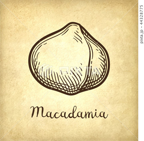 Ink sketch of Macadamia. Ink sketch of Macadamia. 44328775