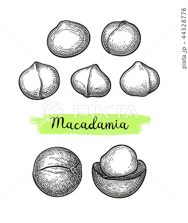 Ink sketch of Macadamia. 44328776