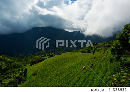 青空 青い空 ブルースカイ 44328935