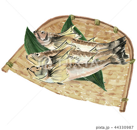 ザルにのせた鰰3尾  はたはた 魚 笹 素材 【水彩イラスト】 44330987
