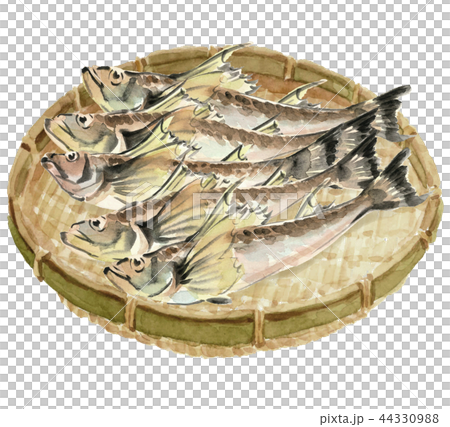 竹basket上的5條鰻魚魚材料[水彩插圖] 44330988