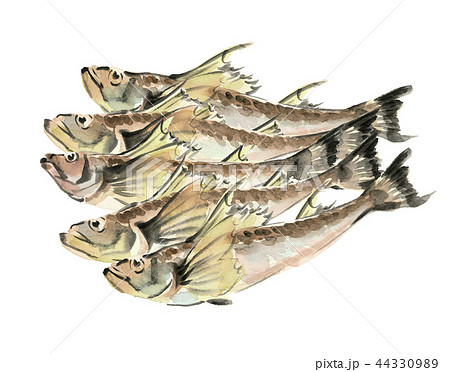 鰰 はたはた 魚 素材 【水彩イラスト】 44330989