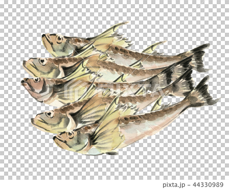 鰰 はたはた 魚 素材 【水彩イラスト】 44330989