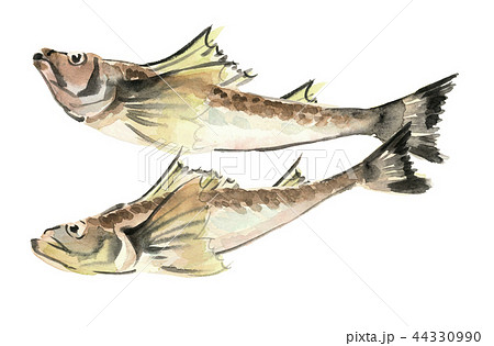 鰰 はたはた 魚 素材 【水彩イラスト】 44330990