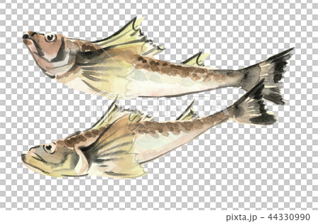 鰰 はたはた 魚 素材 【水彩イラスト】 44330990
