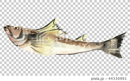 Arctoscopus japonicus fish material [watercolor illustration] 44330991