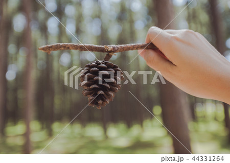 Pinecone in the pine forrest in Thailand. Pinecone in the pine forrest in Thailand. 44331264