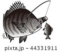 チヌを釣るクロダイのオーノくん 44331911