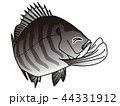 お願いポーズ！クロダイのオーノくん 44331912
