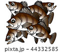 ロックフィッシュ 44332585