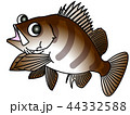 ロックフィッシュのこたろーくんふり返り目線 44332588