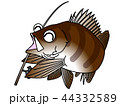 ロックフィッシュのこたろーくん釣り竿持ちポーズ 44332589