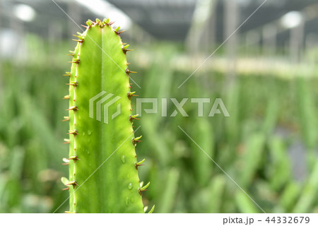 Group of various cactus in nursery house plant 44332679