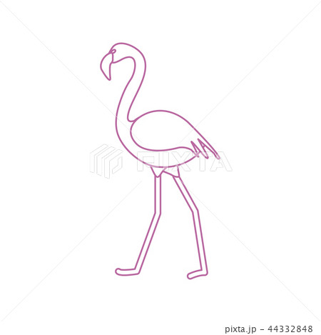 Exotic tropical bird flamingo 44332848