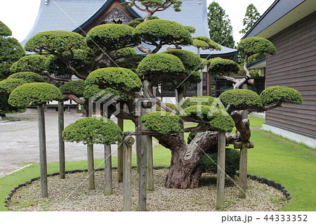 日本の庭(伽羅木) 日本の庭(伽羅木) 44333352