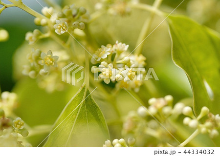 クスノキの花 44334032