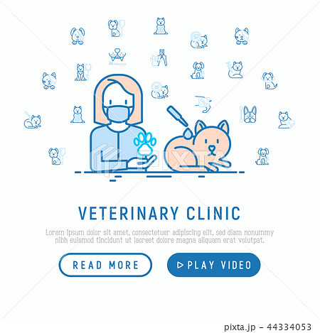 Veterinary clinic: treatment from flea for cat 44334053