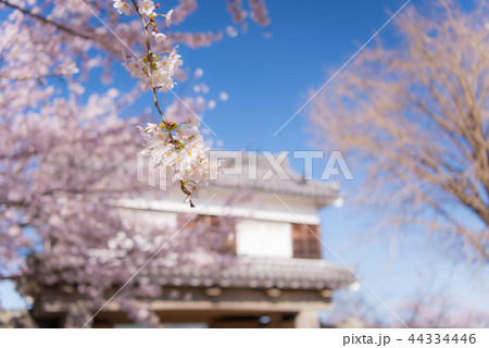 桜 満開 桜 満開 44334446