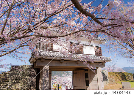 桜　満開 44334448