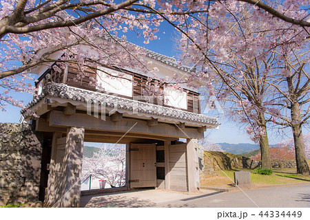 桜 満開 桜 満開 44334449