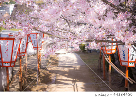 臼杵城の桜 臼杵城の桜 44334450