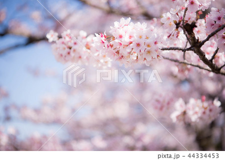 桜 満開 桜 満開 44334453