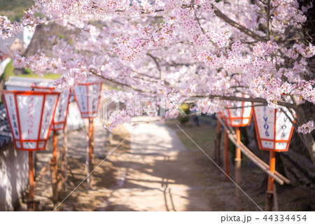 桜 満開 桜 満開 44334454