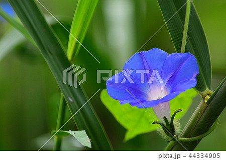 輝くブルーの朝顔 輝くブルーの朝顔 44334905