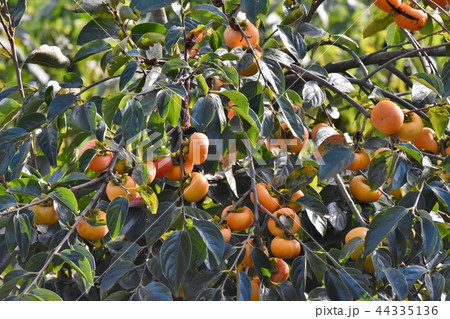 秋は柿 44335136