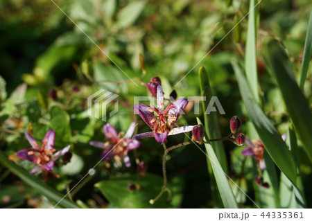 ホトトギス  Tricyrtis hirta ホトトギス  Tricyrtis hirta 44335361