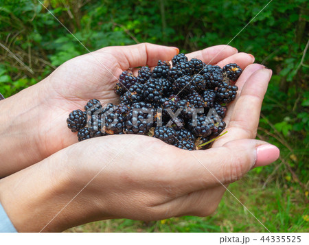 Handful of ripe blackberries in the palms Handful of ripe blackberries in the palms 44335525