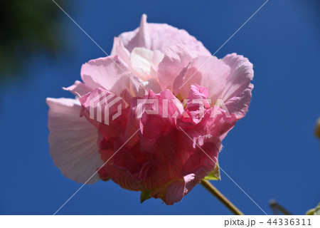 スイフヨウ 44336311