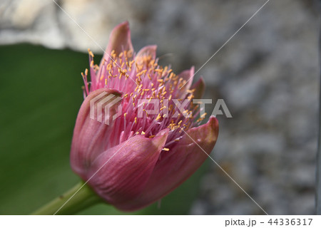 マユハケオモト マユハケオモト 44336317