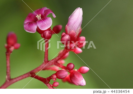自然 植物 スターフルーツ 茎まで赤い花 蕾の色は少し淡いの写真素材