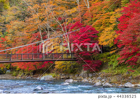 紅の吊橋 44336525