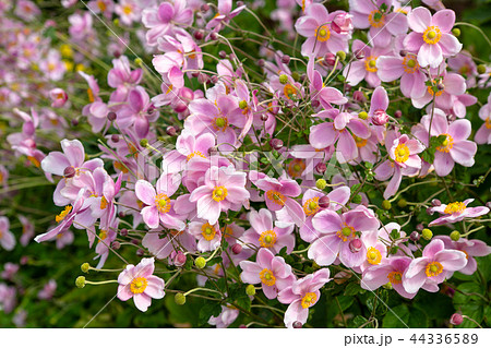 美しいシュウメイギクの花 美しいシュウメイギクの花 44336589