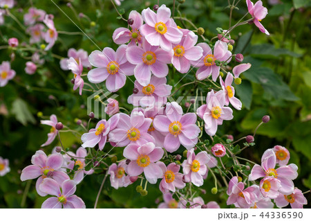 美しいシュウメイギクの花 44336590