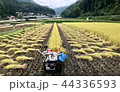 稲刈り・ハサ干し・天日乾燥 44336593
