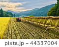 稲刈り・ハサ干し・天日乾燥・自然乾燥 44337004