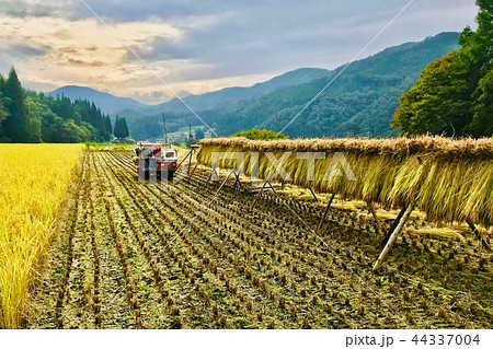 稲刈り・ハサ干し・天日乾燥・自然乾燥 稲刈り・ハサ干し・天日乾燥・自然乾燥 44337004