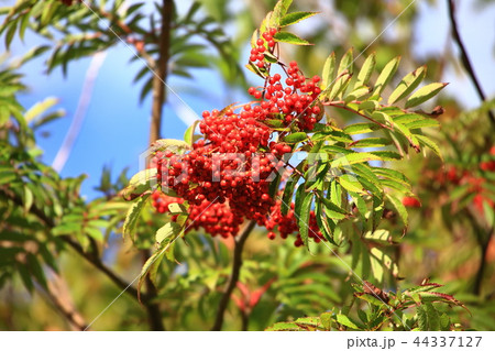 ナナカマドの実 ナナカマドの実 44337127