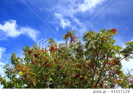ナナカマドの木 ナナカマドの木 44337129