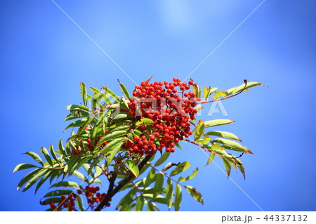 ナナカマドの実 44337132