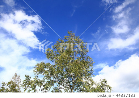 しらかばの木 44337133